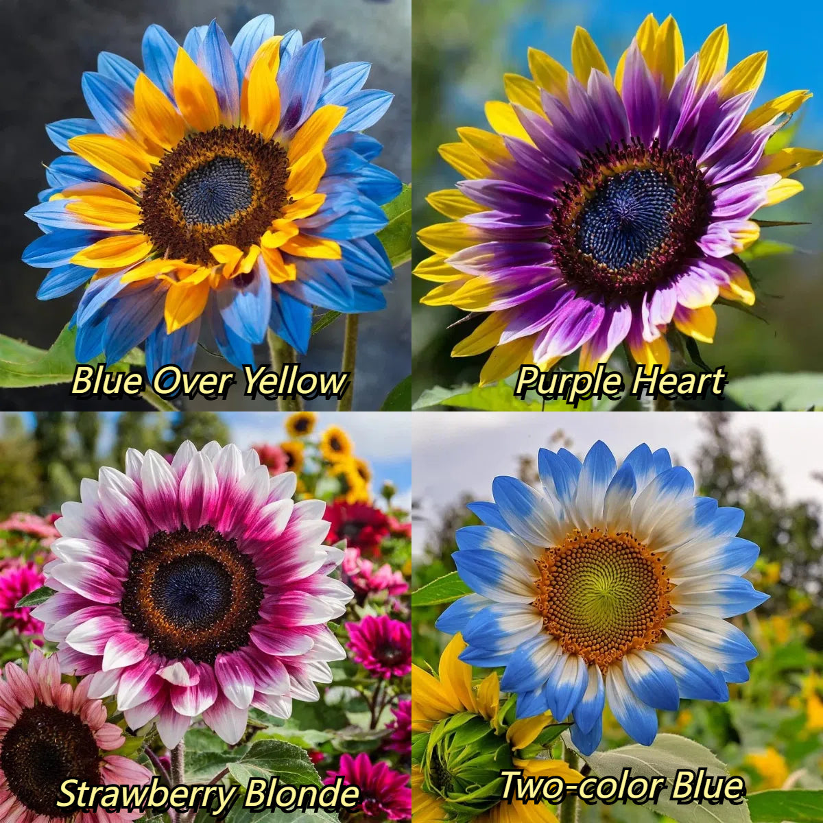 Semillas de girasol Midnight Blaze-ES