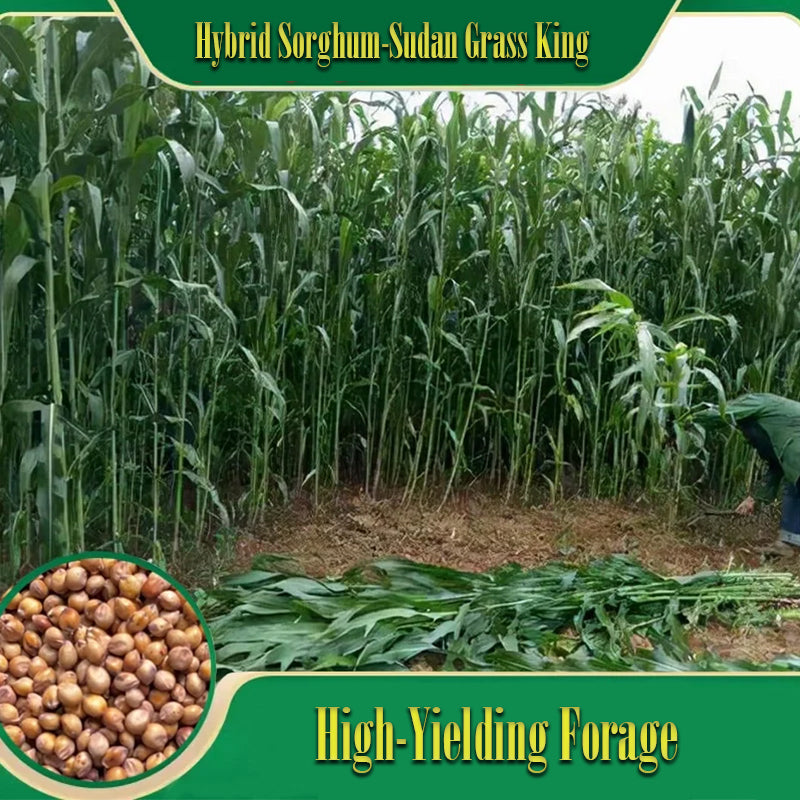 🌿Υβριδική ποικιλία σόργου-σουδανικού χόρτου ✅Σπόρος υψηλής απόδοσης για ζωοτροφές-GR