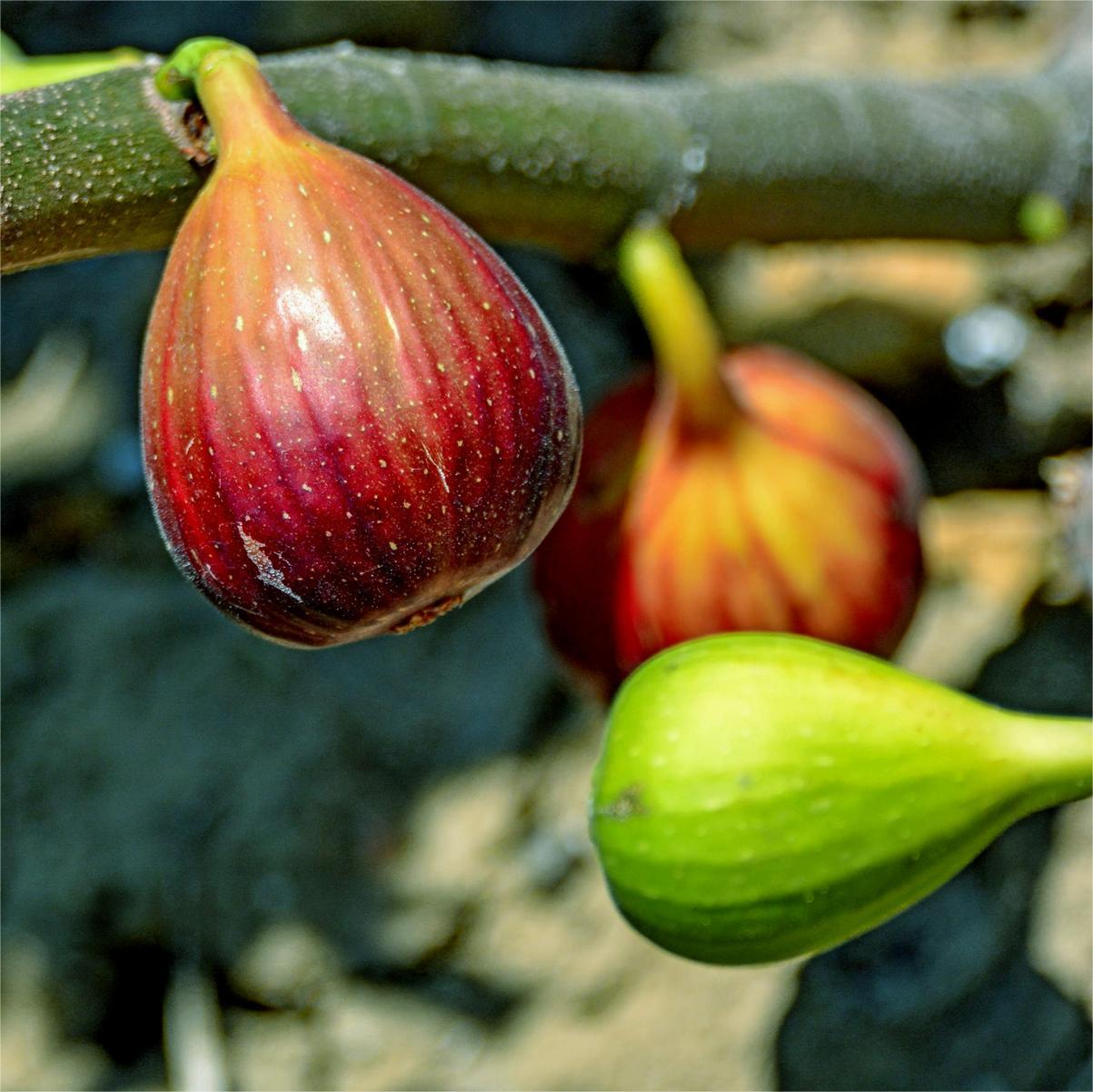 Σπόροι Σύκου SweetHarvest-GR