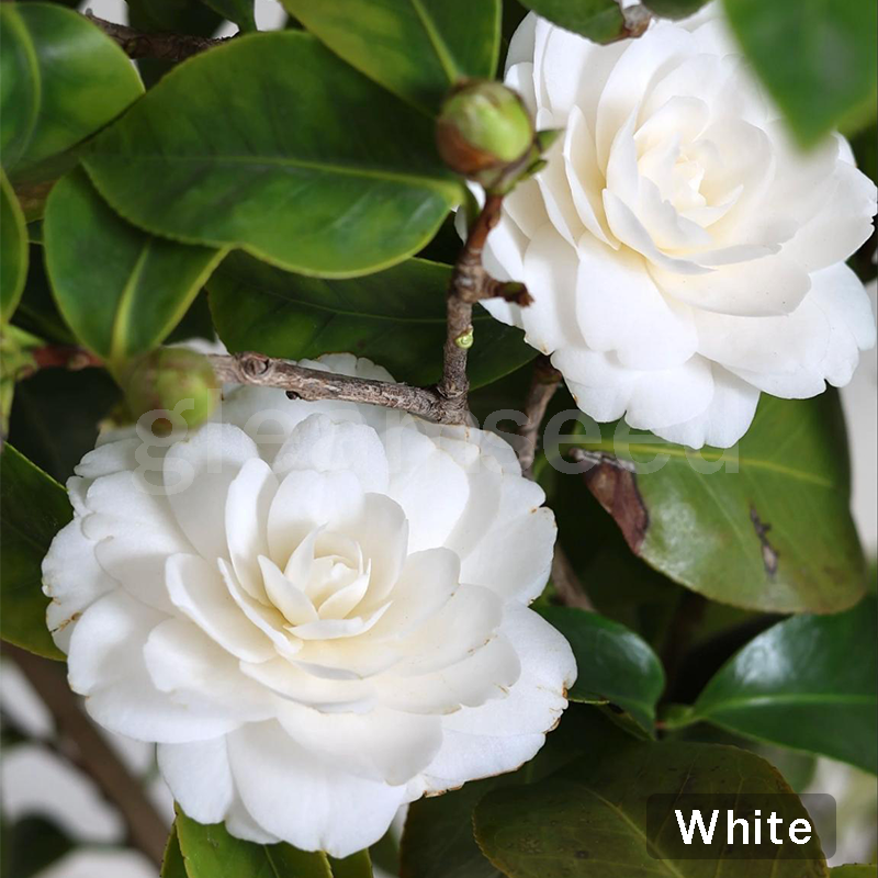 ✨Semena kamelije – 8 romantičnih barv, lepota zimskega cvetenja-SI