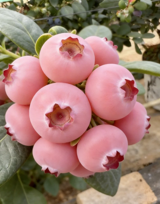 Pink Bliss mustikaseemned – topeltmagusus-EE
