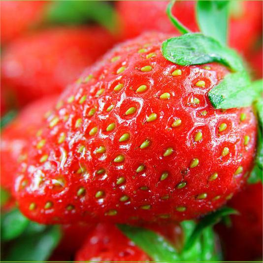 Semená jahôd, ktoré produkujú po celý rok-SK