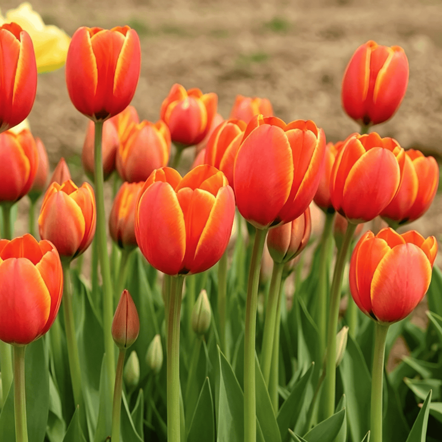 🌷Retos tulpių sėklos – spalvingi pavasario žiedai vazonams, apvadams ir sodams-LT