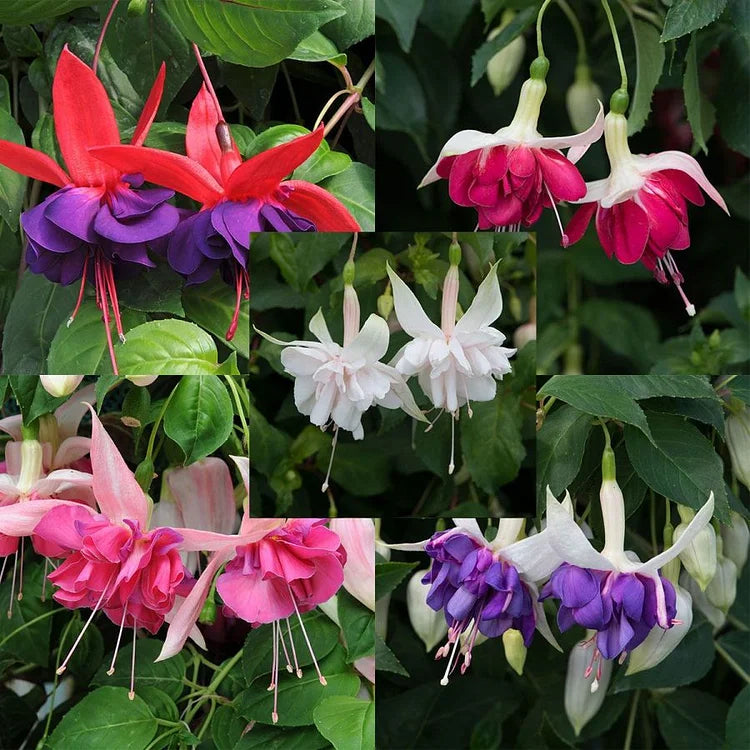 🌺Fuksijos sėklos - Žibinto žiedas-LT