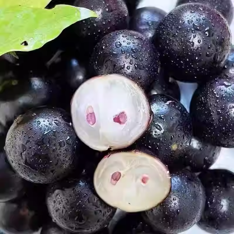 Semena grozdja Jabuticaba-SI