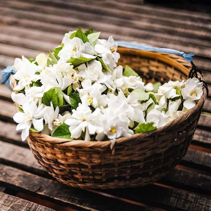 POSLEDNÁ DEŇ ZĽAVA 35% 🌸 Črepníková rastlina jazmín (🌱Zaručené prežitie: Bezplatná výmena🌿)-SK