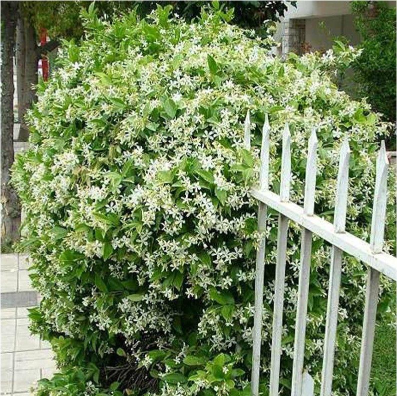 POSLEDNÁ DEŇ ZĽAVA 35% 🌸 Črepníková rastlina jazmín (🌱Zaručené prežitie: Bezplatná výmena🌿)-SK