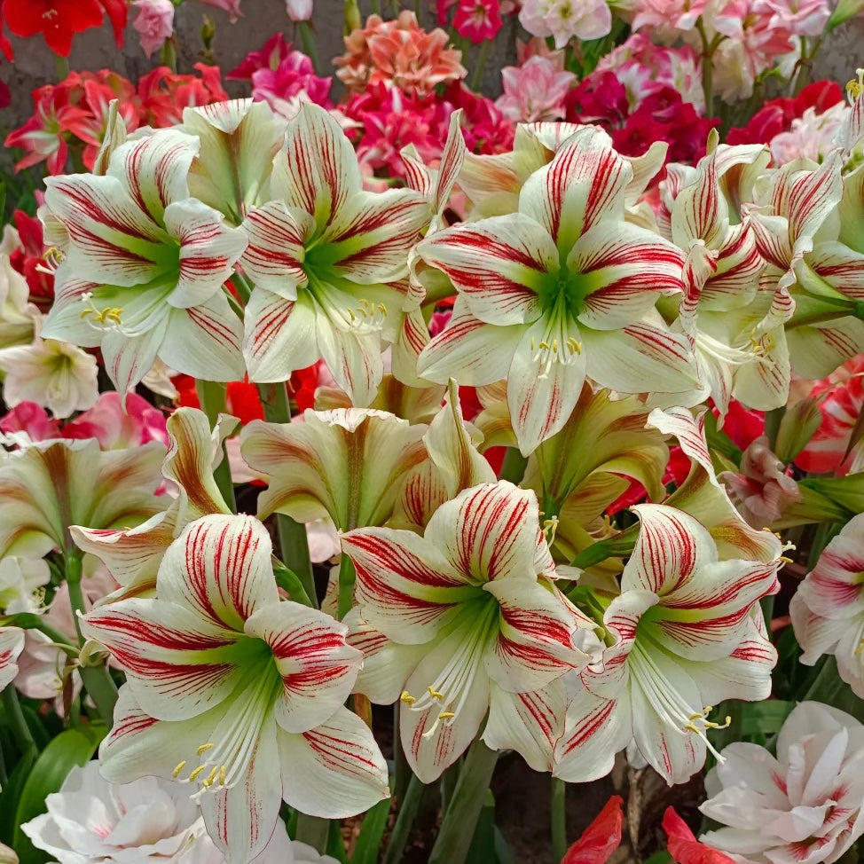 Čebulice amarilisa z dvojnimi cvetovi🌼-SI