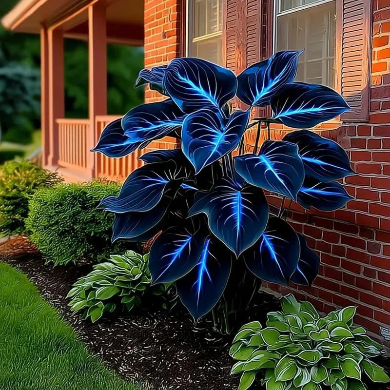 Semillas de la planta Rainbow Haze-ES