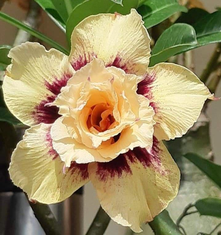 🔥Vzgojite puščavsko kraljico – zdaj po znižani ceni!🎁 😍Rada cveti, dolgo cveti 🌵 Puščavska vrtnica-SI