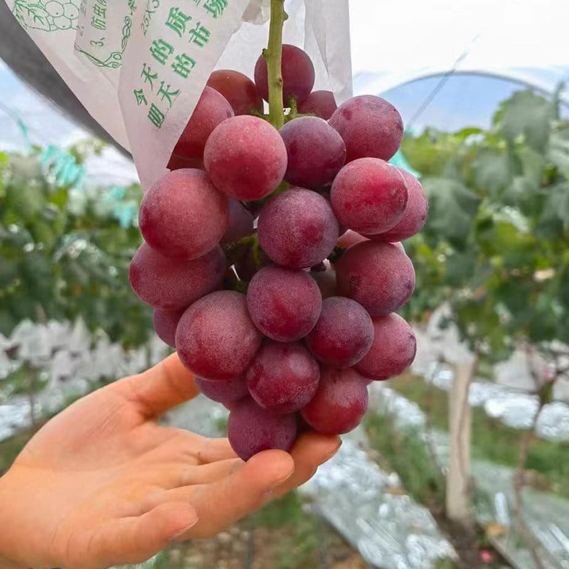 Riboto leidimo nauja veislė – „Queen Nina“ vynuogių sėklos saldžiam, sultingam sodo derliui 🍇-LT