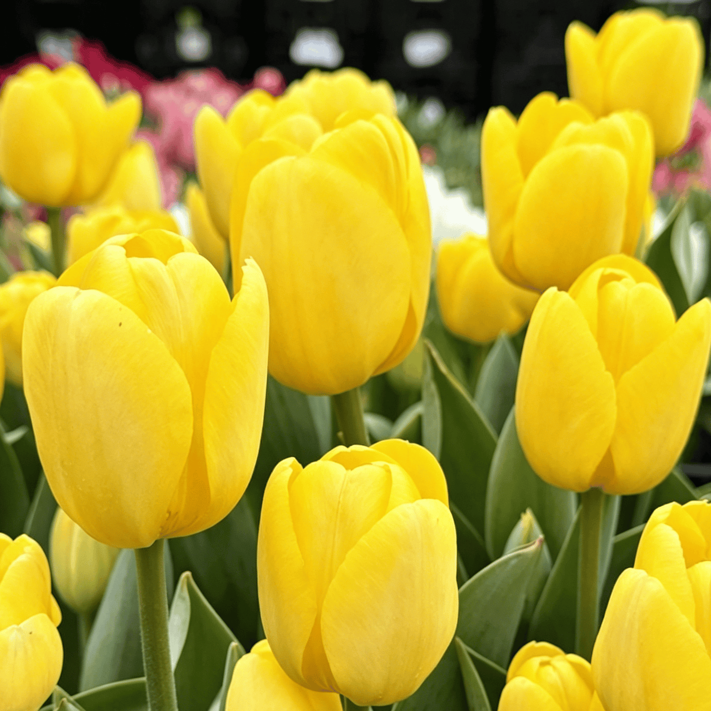 🌷Retos tulpių sėklos – spalvingi pavasario žiedai vazonams, apvadams ir sodams-LT