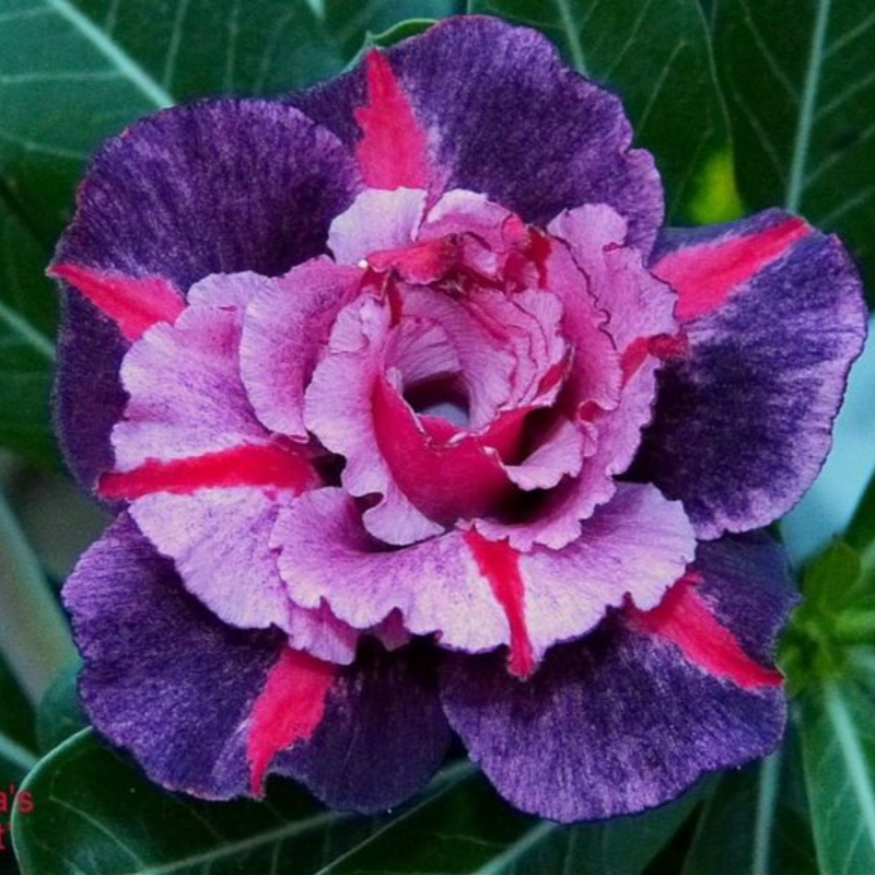 🔥Vzgojite puščavsko kraljico – zdaj po znižani ceni!🎁 😍Rada cveti, dolgo cveti 🌵 Puščavska vrtnica-SI