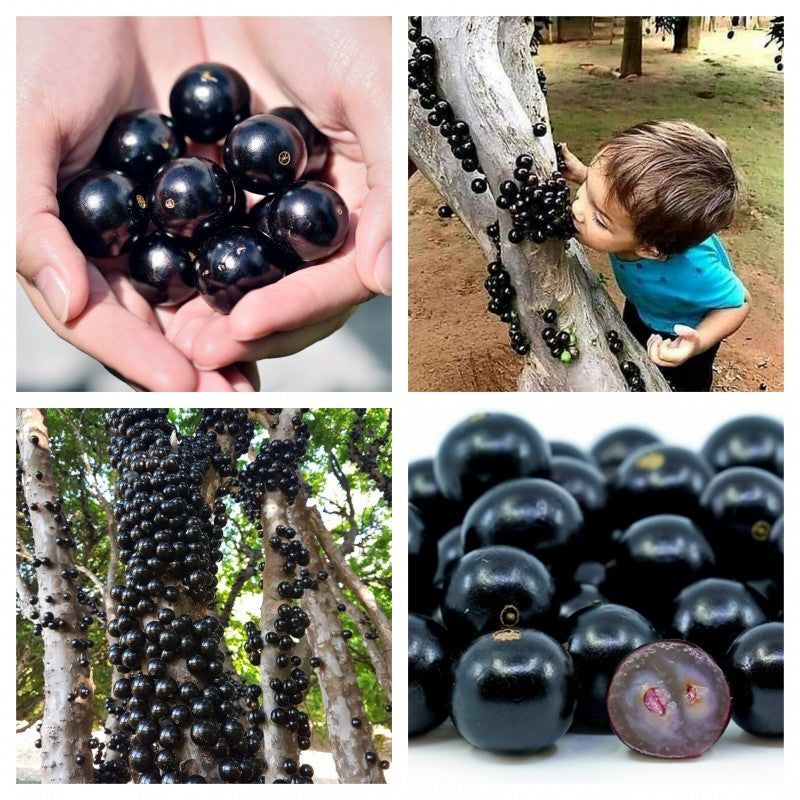 Semena grozdja Jabuticaba-SI