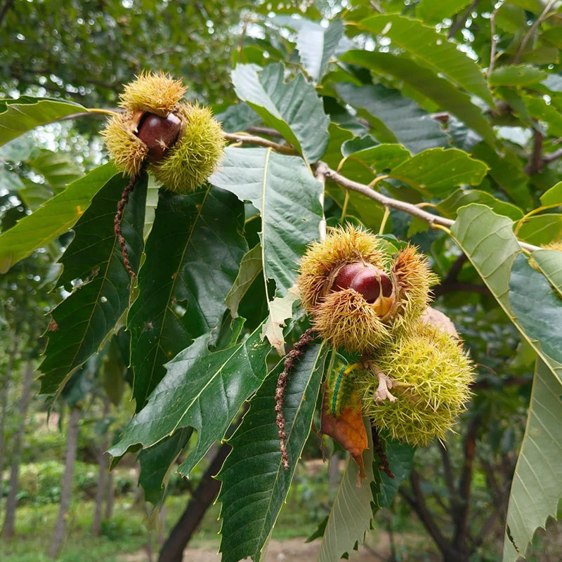 Nykštukinių kaštonų sėklos – saldūs ir aromatingi riešutai-LT