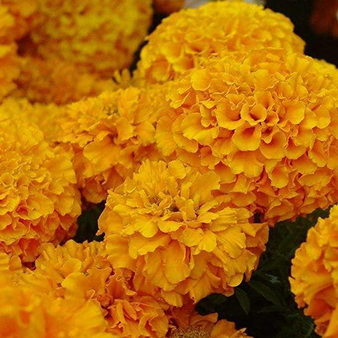 Semena hortenzije: Odkrijte lepoto narave-SI