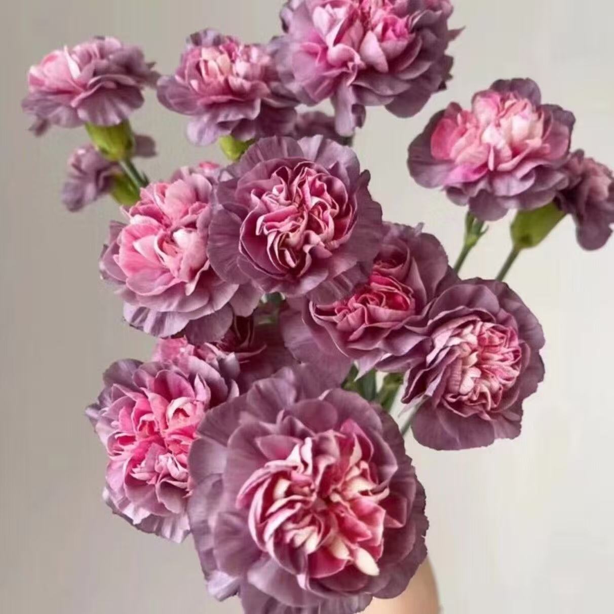 Kvapnus sodo žavesys – auginkite klasikinius gvazdikus, kurie daro įspūdį kiekvieną sezoną🌺-LT