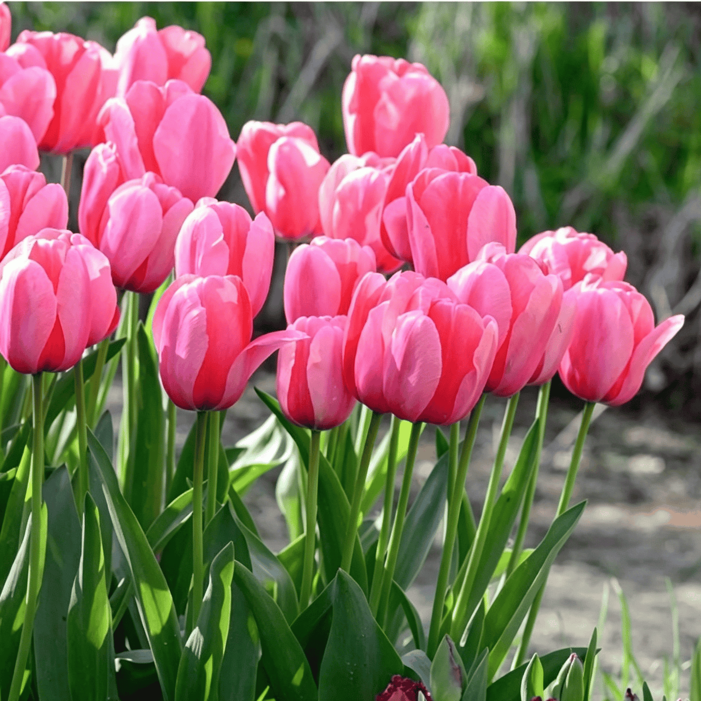 🌷Retos tulpių sėklos – spalvingi pavasario žiedai vazonams, apvadams ir sodams-LT