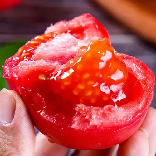 🍅🍅Nykštukinių pomidorų sėklos vazonėliuose-LT