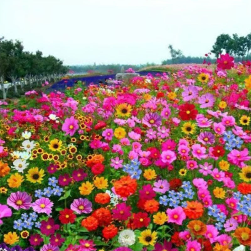 🔥Paskutinė išpardavimo diena💐Mišrių daugiamečių gėlių sėklos - daugiau nei 60 mišrių veislių-LT