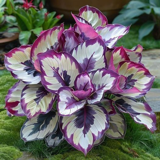 🌿 Πολύχρωμοι σπόροι Hosta – ο βασιλιάς της σκιάς στον κήπο! 🌿-GR