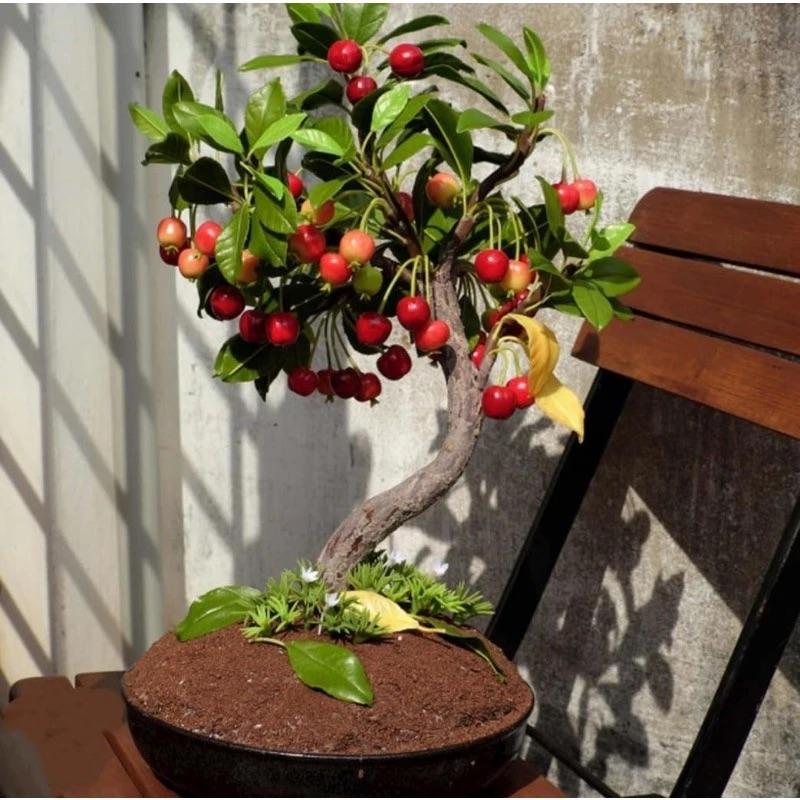 🏆MÁS DE 75.000 UNIDADES VENDIDAS!🌳Semillas de cereza — Cerezas deliciosas y frescas te esperan para que las cosechemos!-ES