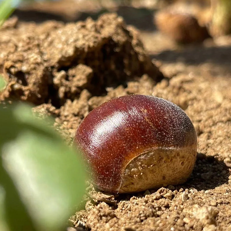 Nykštukinių kaštonų sėklos – saldūs ir aromatingi riešutai-LT