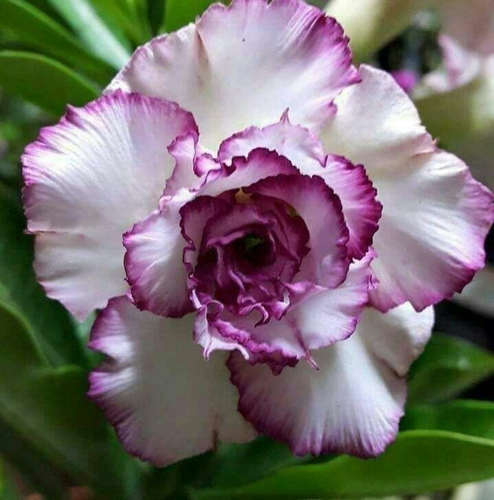 🔥Vzgojite puščavsko kraljico – zdaj po znižani ceni!🎁 😍Rada cveti, dolgo cveti 🌵 Puščavska vrtnica-SI