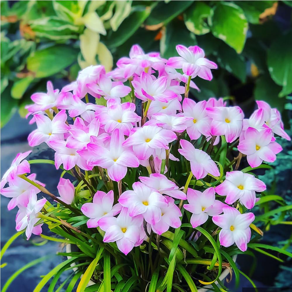 Čebulice dežnih orhidej – cvetijo po drugem dežju-SI