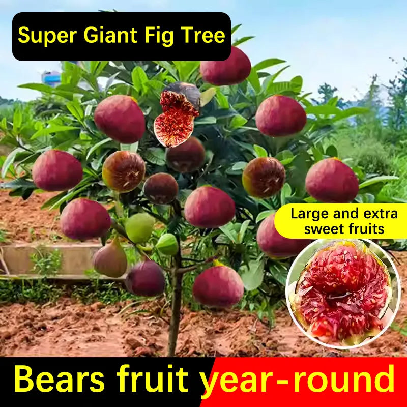 🍑Σπόροι Σύκου Super Giant – Γλυκύτητα Ροδάκινου σε Κάθε Μπουκιά! 🌟-GR