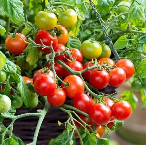🍅🍅Nykštukinių pomidorų sėklos vazonėliuose-LT