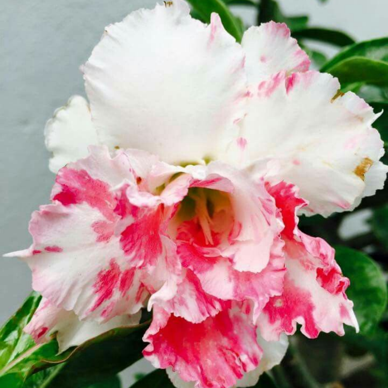 🔥Vzgojite puščavsko kraljico – zdaj po znižani ceni!🎁 😍Rada cveti, dolgo cveti 🌵 Puščavska vrtnica-SI