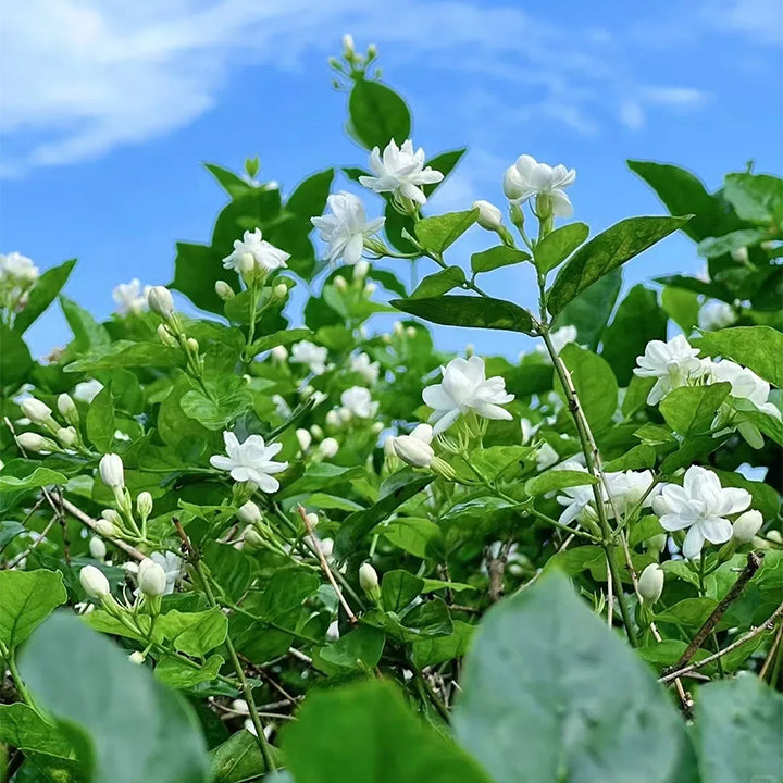 POSLEDNÁ DEŇ ZĽAVA 35% 🌸 Črepníková rastlina jazmín (🌱Zaručené prežitie: Bezplatná výmena🌿)-SK