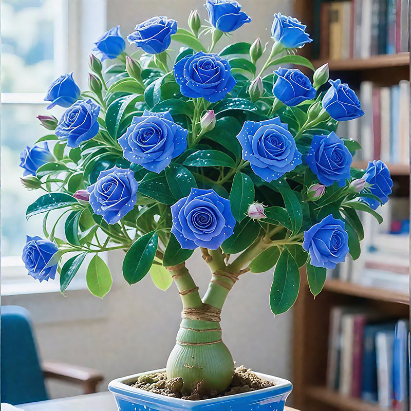 Bulbos de rosa del desierto-ES