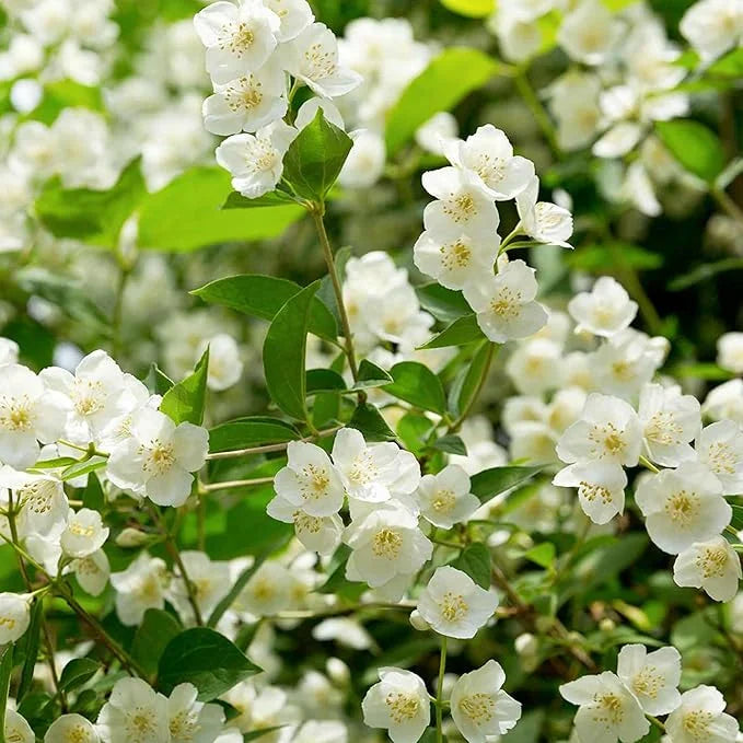 POSLEDNÁ DEŇ ZĽAVA 35% 🌸 Črepníková rastlina jazmín (🌱Zaručené prežitie: Bezplatná výmena🌿)-SK