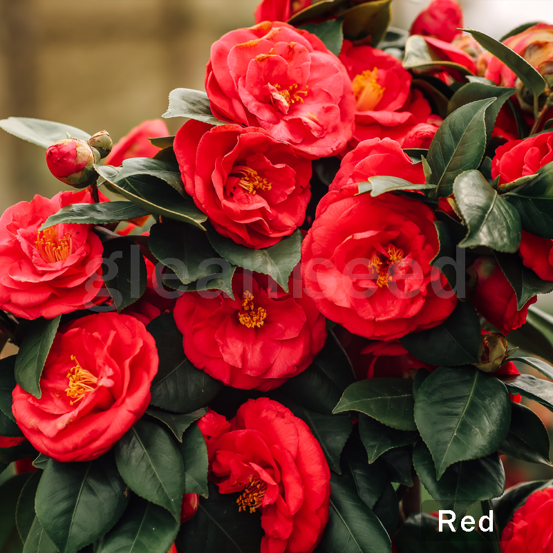 ✨Semena kamelije – 8 romantičnih barv, lepota zimskega cvetenja-SI