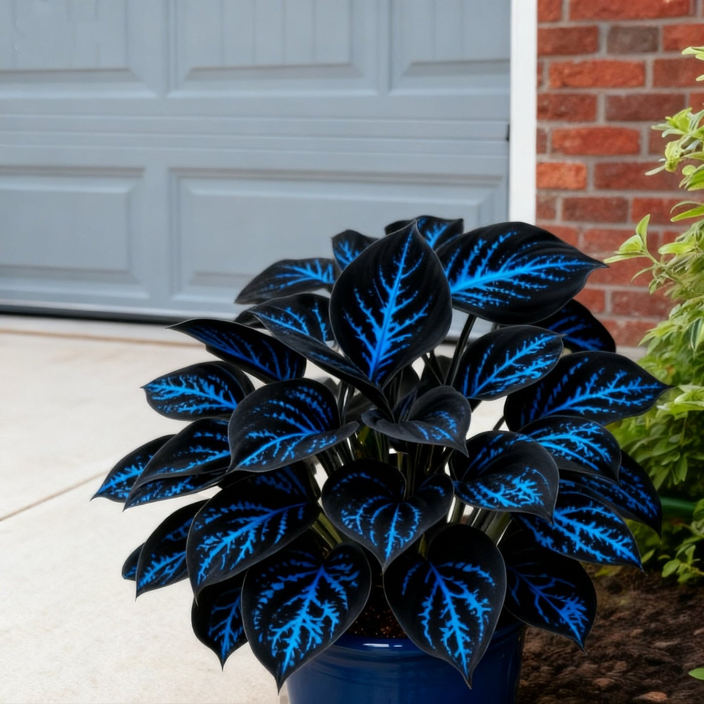 🌈🔥 Hostas de llama arcoíris de edición limitada: follaje multicolor raro, exclusivo de nuestra tienda 🌸-ES