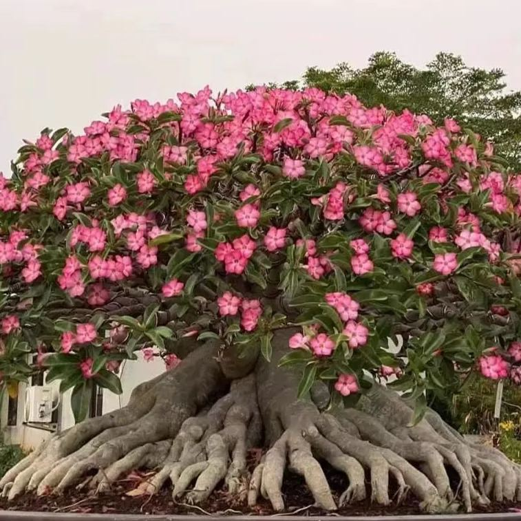 🔥Vzgojite puščavsko kraljico – zdaj po znižani ceni!🎁 😍Rada cveti, dolgo cveti 🌵 Puščavska vrtnica-SI