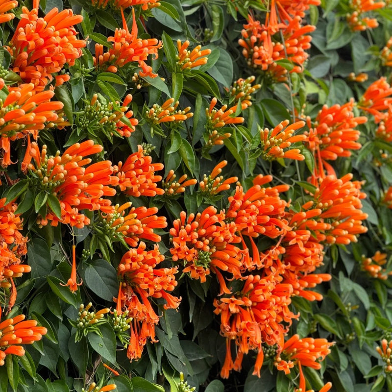 Fejerverkų gėlių sėklos-LT