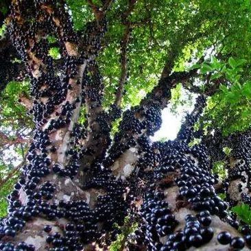 Semena grozdja Jabuticaba-SI
