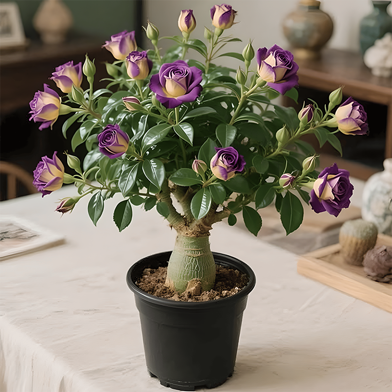 Bulbos de rosa del desierto-ES