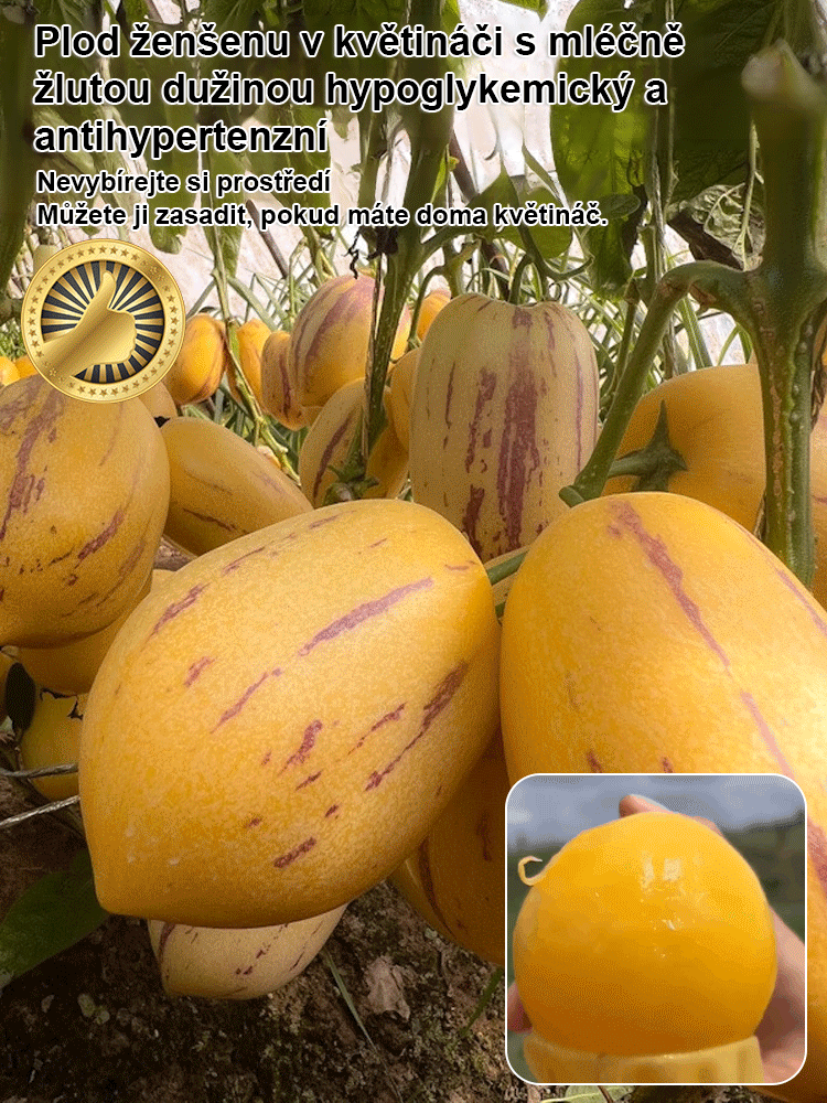 Rodinné črepníkové plody ženšenu patentované semená-SK