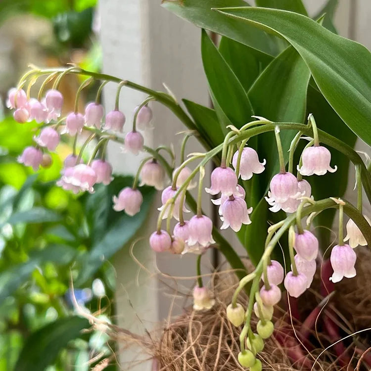 💐ΚΡΙΝΟΣ ΤΗΣ ΚΟΙΛΑΔΑΣ – Η ΕΥΤΥΧΙΑ ΦΤΑΝΕΙ-GR