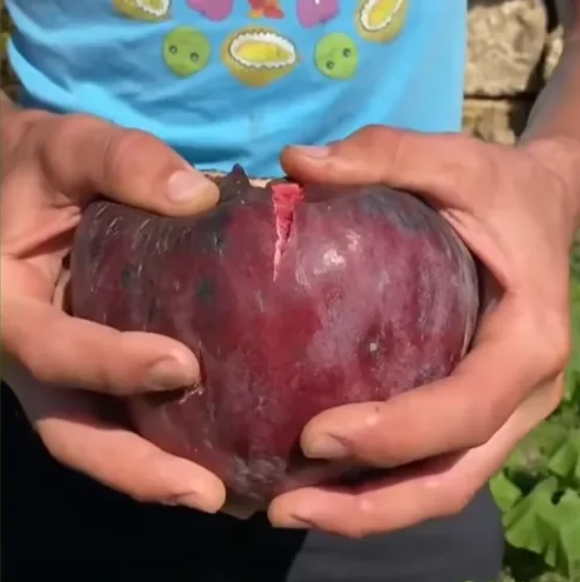 🍑Σπόροι Σύκου Super Giant – Γλυκύτητα Ροδάκινου σε Κάθε Μπουκιά! 🌟-GR