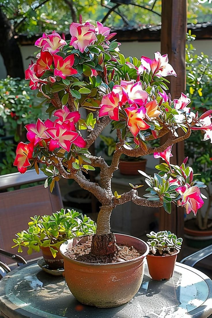 🔥Vzgojite puščavsko kraljico – zdaj po znižani ceni!🎁 😍Rada cveti, dolgo cveti 🌵 Puščavska vrtnica-SI