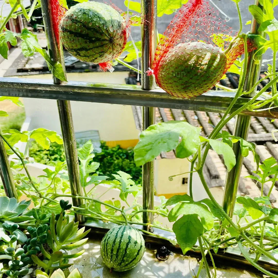 🍉Agrā pavasara sarkanā nefrīta – salds arbūzs, kas iepriecinās visu ģimeni-LV