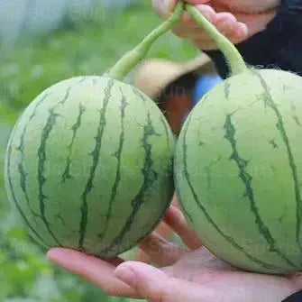 🍉Agrā pavasara sarkanā nefrīta – salds arbūzs, kas iepriecinās visu ģimeni-LV