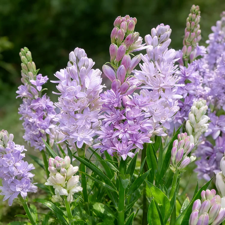 🌺Lukvice tuberoze s dvostrukim mirisom—Mjesečev vrtni cvijet-HR