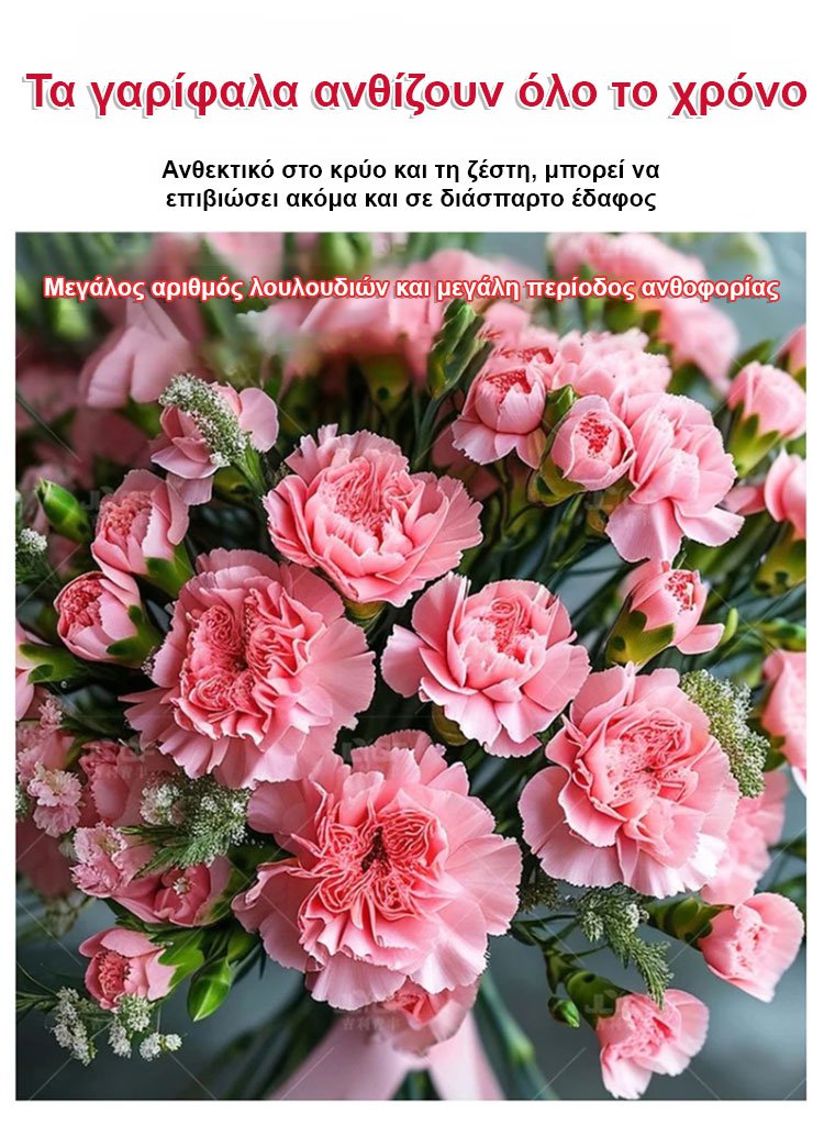 【Τέσσερις εποχές ανθίζουν】Σπόροι γαρίφαλου διπλού άνθους-GR