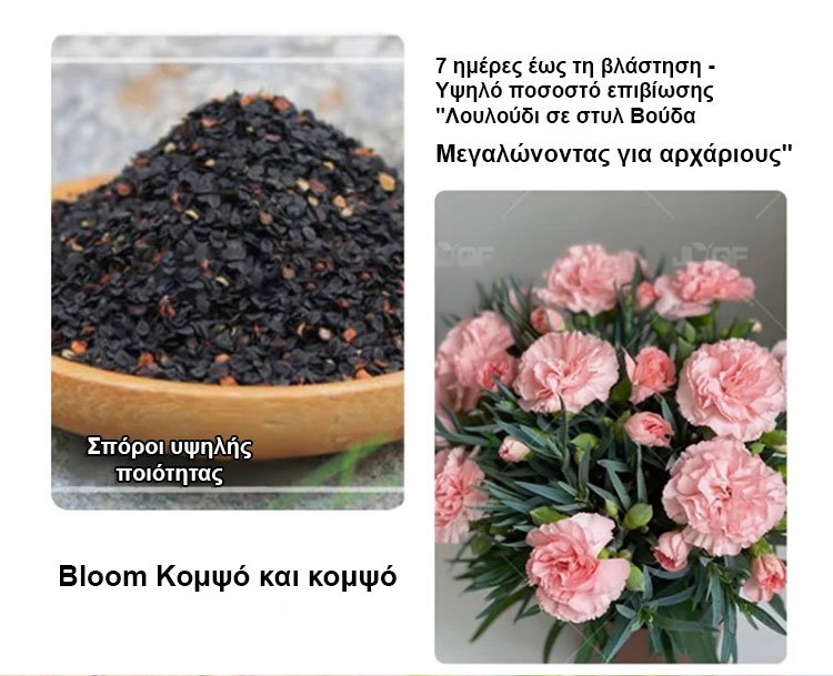 【Τέσσερις εποχές ανθίζουν】Σπόροι γαρίφαλου διπλού άνθους-GR